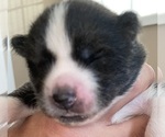 Small Photo #3 Akita Puppy For Sale in LAKE CITY, FL, USA