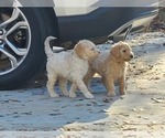 Small Photo #16 Goldendoodle Puppy For Sale in ATHENS, GA, USA