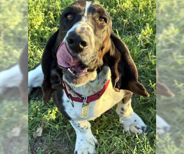 Medium Photo #1 Basset Hound Puppy For Sale in Deepwater, NJ, USA