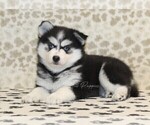 Small #1 Pomsky