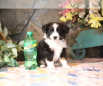 Small Photo #7 Miniature Australian Shepherd Puppy For Sale in WESTFIELD, MA, USA