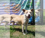 Small #1 Mutt