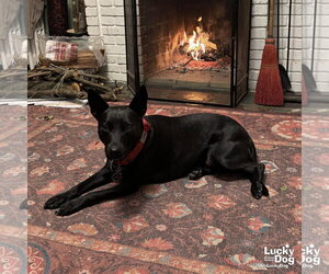 Trinity - Female Mutt Dog for Adoption - Photo #3