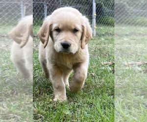 Golden Retriever Puppy for sale in FRENCHBURG, KY, USA
