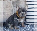 Small #1 French Bulldog
