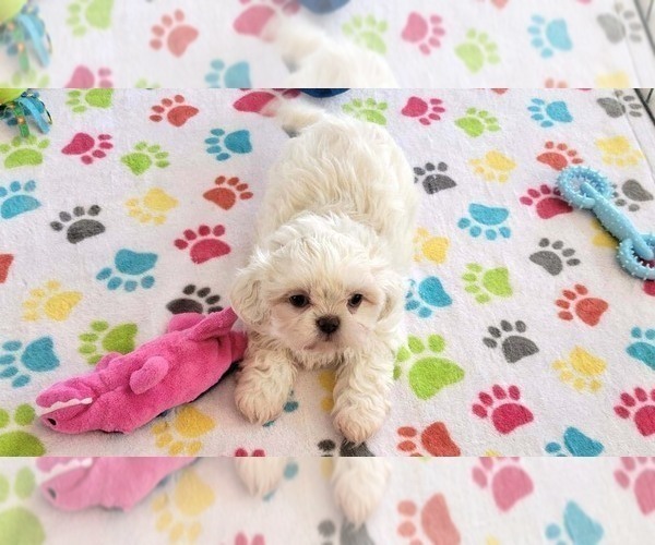 Medium Photo #3 Shih Tzu Puppy For Sale in ORO VALLEY, AZ, USA