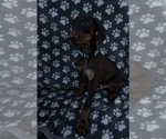 Puppy Teal collar Doberman Pinscher