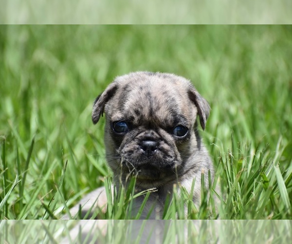 Medium Photo #5 Pug Puppy For Sale in PALM COAST, FL, USA