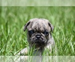 Small #4 Pug