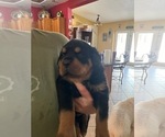 Puppy Blue Boy Rottweiler