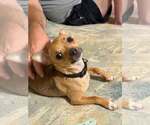 Small #1 Chihuahua