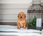 Puppy Lily Golden Retriever