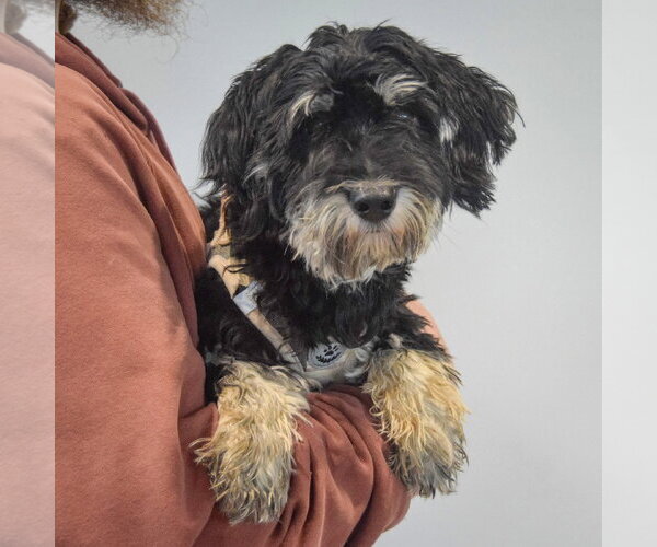 Medium Photo #6 Maltichon Puppy For Sale in Huntley, IL, USA
