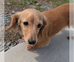Small #9 Dachshund