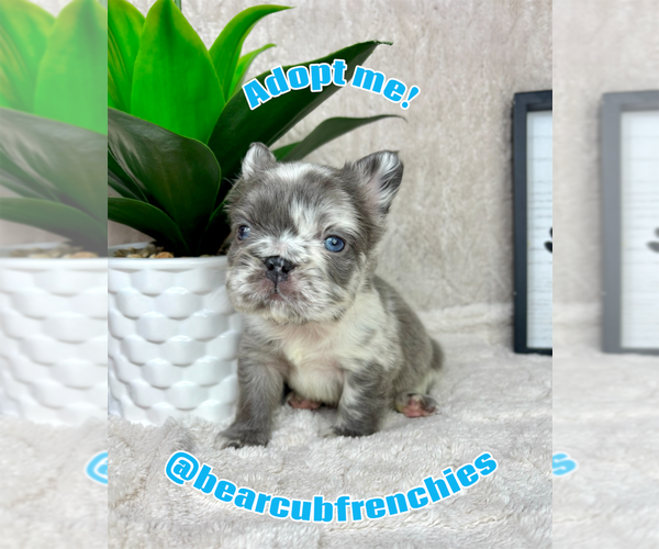 Medium Photo #5 French Bulldog Puppy For Sale in FRANKLIN, IN, USA