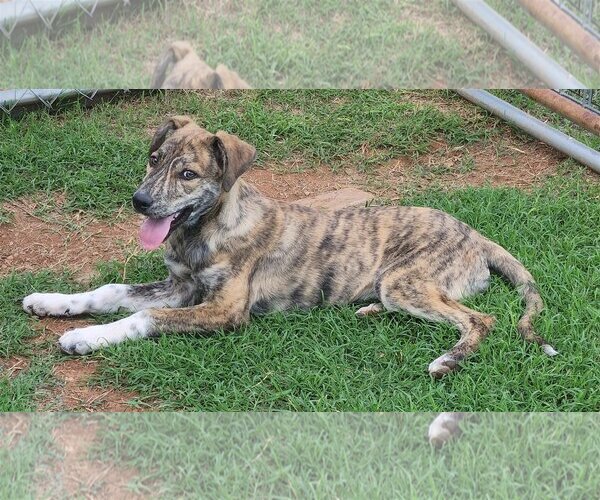 Medium Photo #6 Catahoula Leopard Dog-Great Pyrenees Mix Puppy For Sale in Clinton, OK, USA