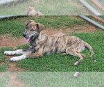 Small #5 Catahoula Leopard Dog-Great Pyrenees Mix