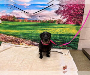 Mutt Dogs for adoption in Moreno Valley, CA, USA