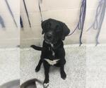 Small Labrador Retriever Mix