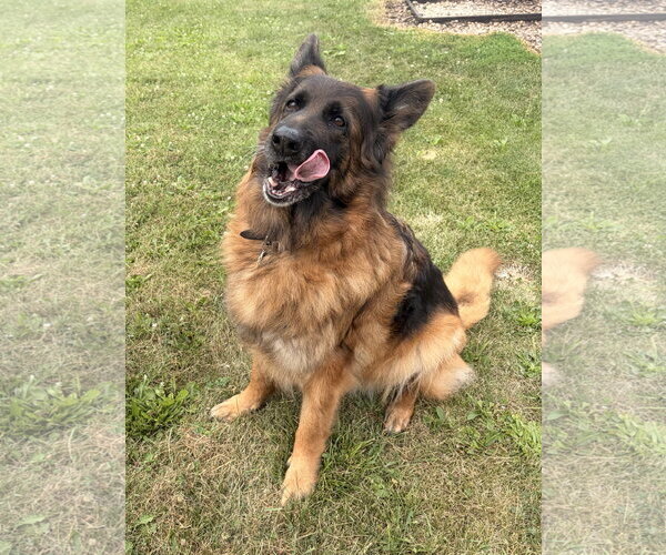 Medium Photo #2 German Shepherd Dog-Unknown Mix Puppy For Sale in Jefferson, WI, USA
