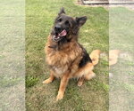 Small #1 German Shepherd Dog Mix