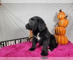Small #8 Golden Mountain Dog