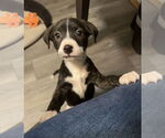 Small American Staffordshire Terrier Mix