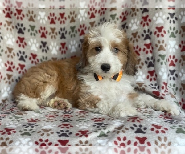 Medium Photo #7 Aussiedoodle Puppy For Sale in LAKELAND, FL, USA