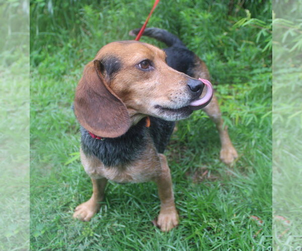 Medium Photo #9 Beagle Puppy For Sale in Dunnellon, FL, USA