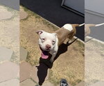 Small #1 Olde Bulldog