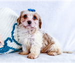 Small #4 Cavapoo (Miniature)