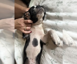 Boston Terrier Dog for Adoption in MELBOURNE, Florida USA