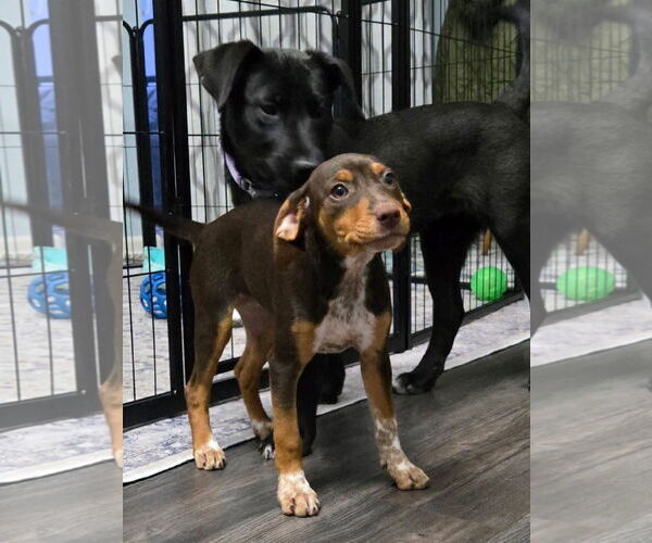 Medium Photo #5 Miniature Pinscher-Unknown Mix Puppy For Sale in New London, WI, USA