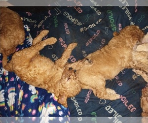 Goldendoodle Puppy for sale in LEESBURG, FL, USA