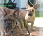 Small #3 French Bulldog