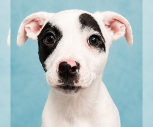 Shadow - Female Mutt Dog for Adoption - Photo #4