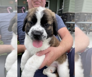 Bernese Mountain Dog-Saint Bernard Mix Puppy for sale in NAMPA, ID, USA