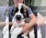 Small Photo #1 Bernese Mountain Dog-Saint Bernard Mix Puppy For Sale in NAMPA, ID, USA