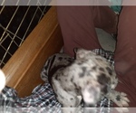 Small Photo #47 Great Dane Puppy For Sale in PIERSON, MI, USA
