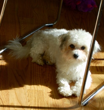 Medium Photo #1 Coton de Tulear Puppy For Sale in LISLE, IL, USA