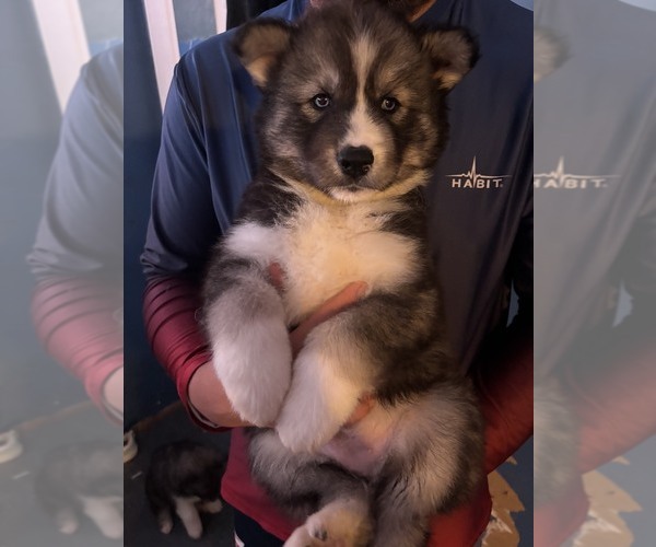Medium Photo #3 Siberian Husky Puppy For Sale in LINCOLN, IL, USA