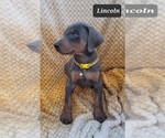 Small Photo #4 Doberman Pinscher Puppy For Sale in POMEROY, OH, USA