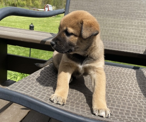 Medium Photo #5 Alaskan Husky-Border Collie Mix Puppy For Sale in RICHMOND, MI, USA