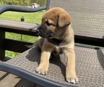 Small #4 Alaskan Husky-Border Collie Mix