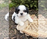 Small Photo #4 Shih Tzu Puppy For Sale in MIDDLEBURY, IN, USA
