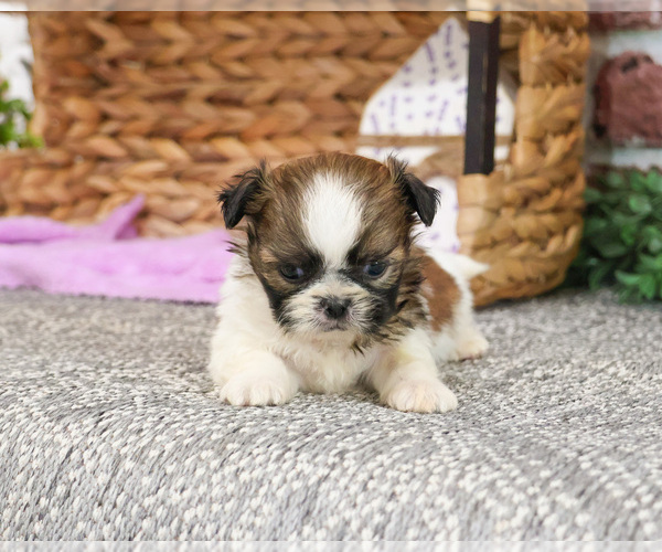 Medium Photo #12 Shih Tzu Puppy For Sale in SYRACUSE, IN, USA