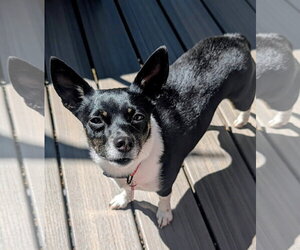 Chihuahua-Unknown Mix Dogs for adoption in Bellevue, WA, USA