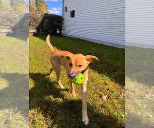 Stone - Male German Shepherd Dog-Unknown Mix Dog for Adoption - Photo #3