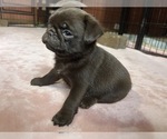 Small Photo #72 Pug Puppy For Sale in BLOOMINGTON, IL, USA