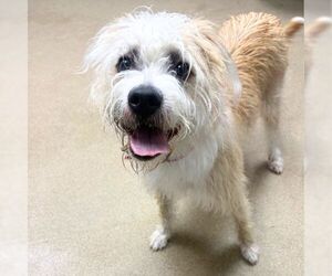 - Mix Dogs for adoption in Aurora, CO, USA